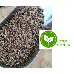 Ostropest plamisty nasiona całe